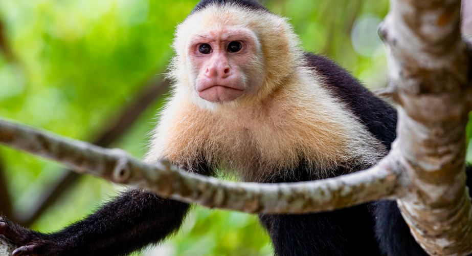 Costa Rica apen spotten